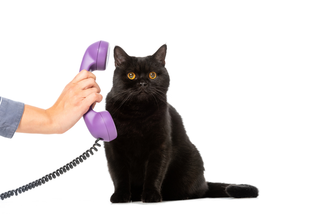 cat answering phone
