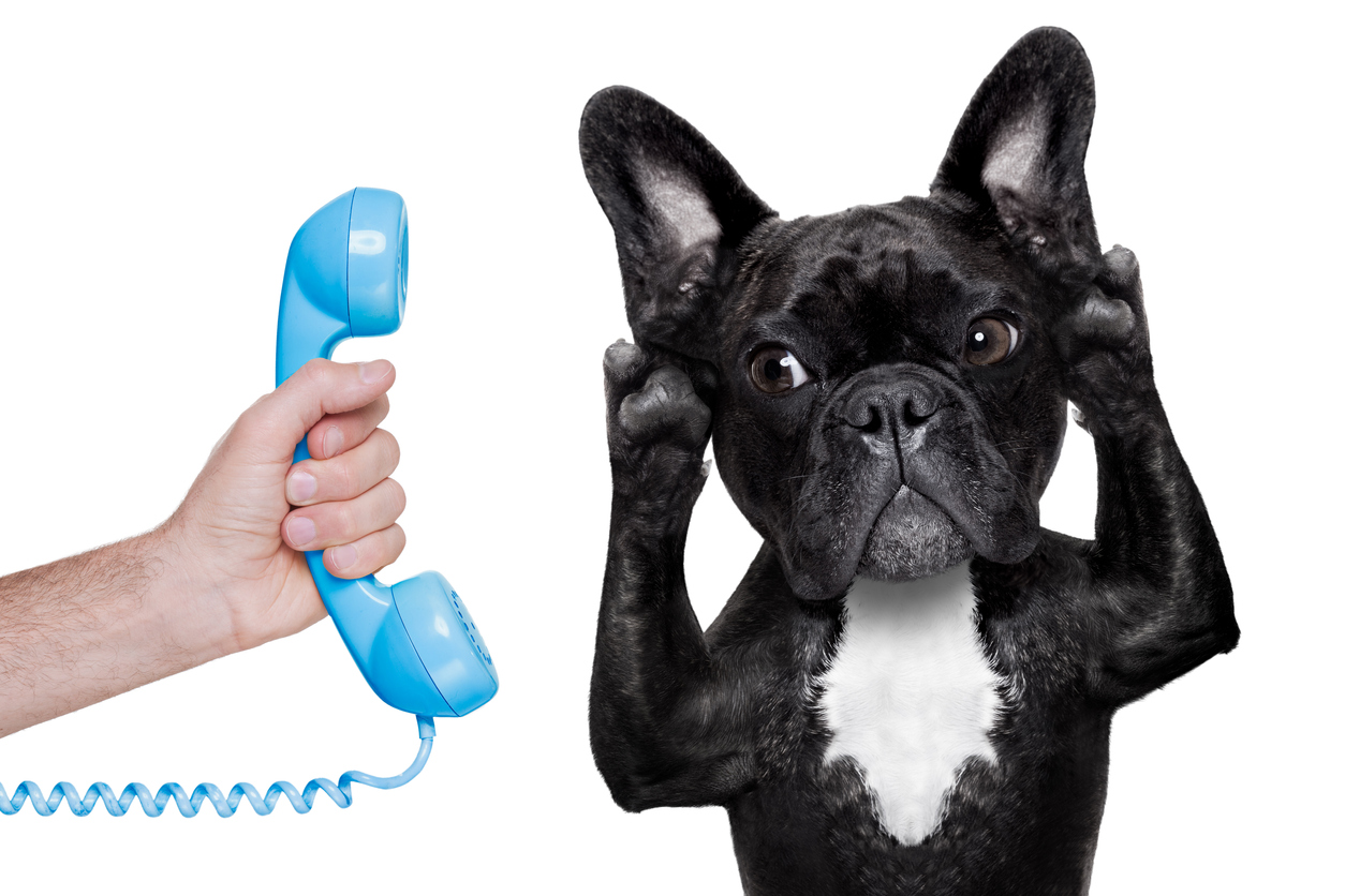how to answer the phone dog 